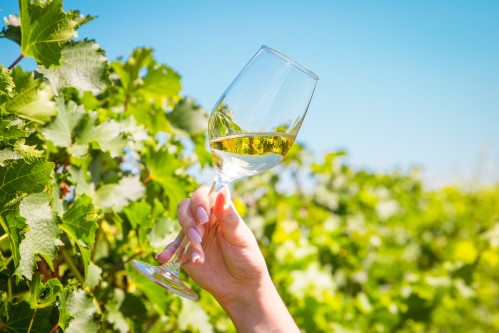 Poklad vinic: Neuburské víno neboli moravské Chardonnay