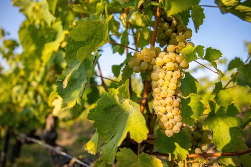 Chardonnay: Příběh francouzské odrůdy, která dobyla svět
