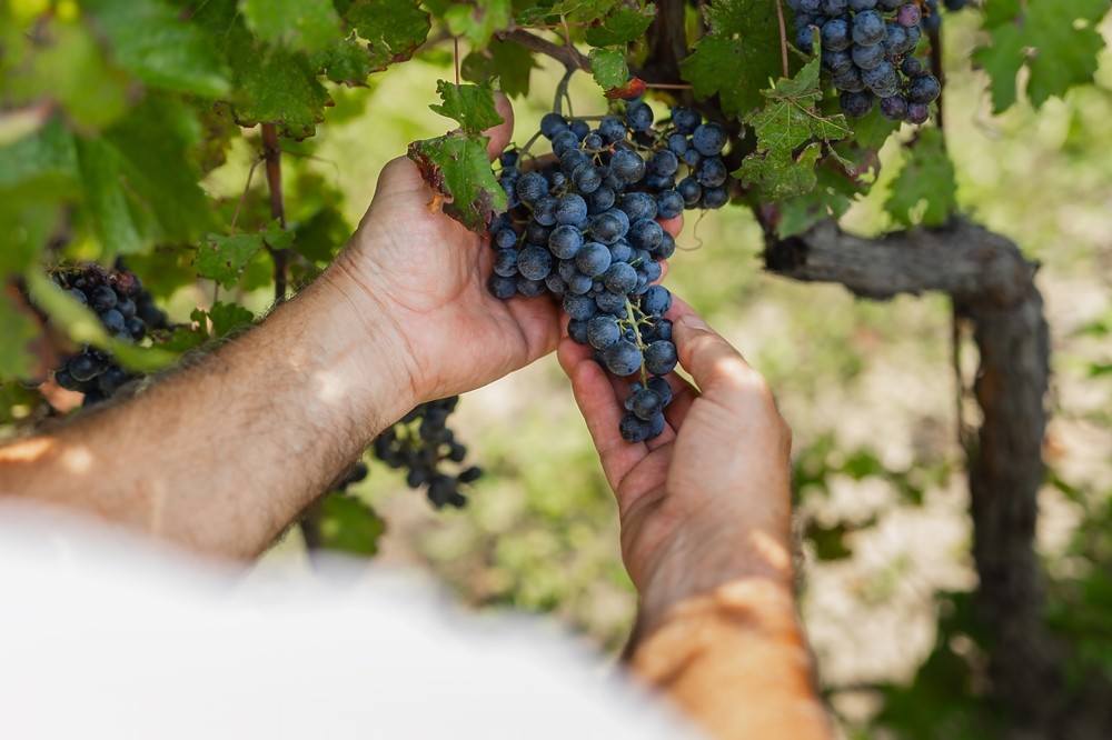Vendemmia: jak probíhá sklizeň hroznů v Itálii
